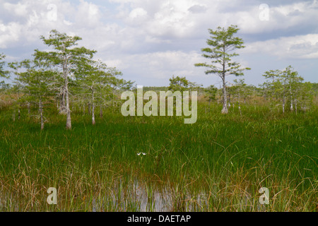 Miami Florida, Florida City, Everglades National Park, Main Park Road, Süßwasser-Mergel-Prärie, Zypressen, Sumpflilie, Crinum Americanum, weiße Blumen, FL Stockfoto