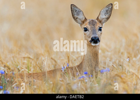 Reh (Capreolus Capreolus), Portrait in einem Maisfeld, Deutschland Stockfoto