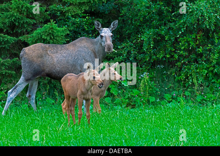 Elch, Europäischen Elch (Alces Alces Alces), Kuh Elch stehend mit ihren zwei Kalb Elche vor einem Busch und Fütterung, Norwegen Stockfoto