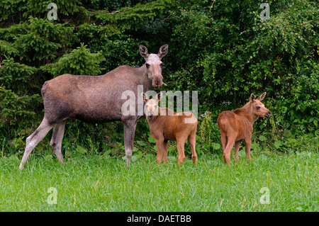 Elch, Europäischen Elch (Alces Alces Alces), Kuh Elch stehend mit ihren zwei Kalb Elche vor einem Busch und Fütterung, Norwegen Stockfoto