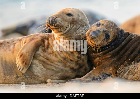 grau (Halichoerus Grypus) versiegeln, zwei Personen liegend weiter zu jedem anderen, Deutschland, Schleswig-Holstein, Helgoland Stockfoto