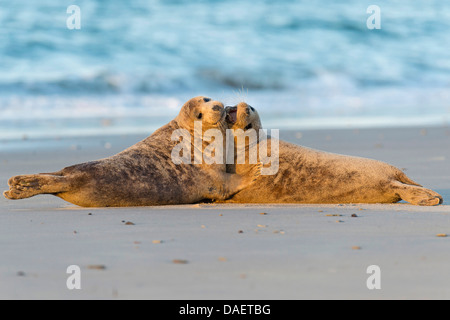 graue Dichtung (Halichoerus Grypus), zwei spielen Kegelrobben, Deutschland, Schleswig-Holstein, Helgoland Stockfoto