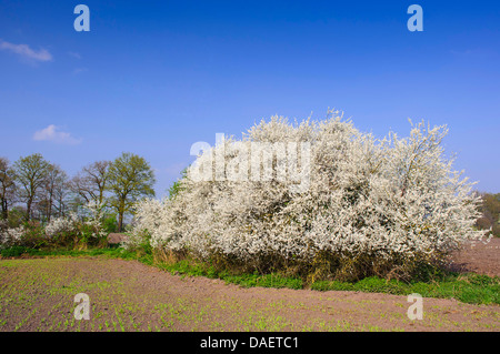 Schlehe, Schlehe (Prunus Spinosa), blühen Blackthorn Hecke, Deutschland, Niedersachsen Stockfoto