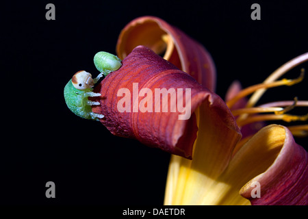 Caterpillar spähen aus Lilie. Stockfoto