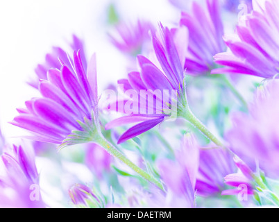 Closeup auf sanften rosa Gänseblümchen Blumen, frische Kamille Feld, bildende Kunst, Weichzeichner, natürlichen Hintergrund, blühende Natur Stockfoto