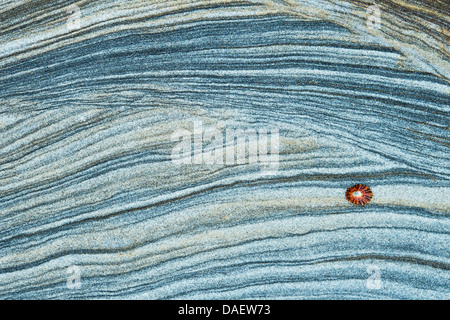 Limpet Shell auf verwittertem Sandstein Muster. Northumberland Küste, England Stockfoto