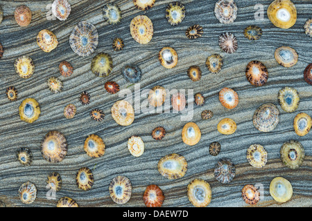 Limpet Muscheln auf verwittertem Sandstein Muster Stockfoto
