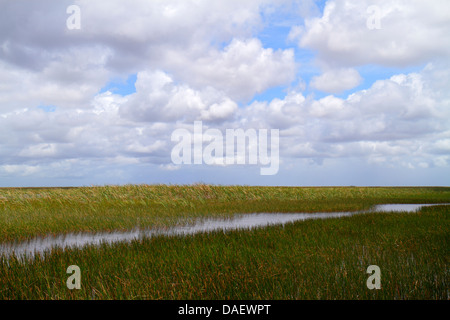 Fort Ft. Lauderdale Weston Florida, Fort Ft. Lauderdale, Sawgrass Recreation Park, Everglades, Freshwater slough, Wasser, Himmel, Wolken, Sägegras, FL130601021 Stockfoto