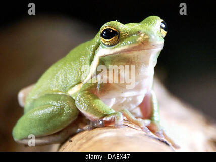 (Dpa-Datei) - ein Datei-Bild vom 3. Februar 2008 zeigt eine gemeinsame Laubfrosch sitzt in seinen Terrarium im Wildpark Eekholt in Grossenaspe, Deutschland. Amphibien sind überall in der Welt gefährdet: 30 Prozent der Arten auf der roten Liste der World Conservation Union (IUCN) vermerkt sind. Foto: Christian Hager Stockfoto