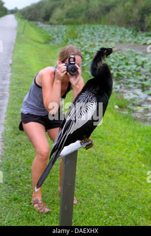 Miami Florida, Everglades National Park, Shark Valley Visitors Center, Zentrum, Fahrradtram Trail, weibliche Frauen, Kamera, digital, Anhinga nehmen, Vogel, FL130 Stockfoto