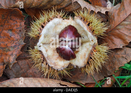 Rosskastanie (Aesculus Hippocastanum) Samen in offenen Kapsel, Norfolk, England, Vereinigtes Königreich, Europa Stockfoto