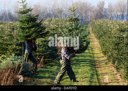 Polnische Ernte Hände tragen eine Nordmann-Tanne durch die Tanne Plantage von Erdbeerfarm Glantz in Hohen Wieschendorf, Deutschland, 21. November 2011. Rund 200.000 Bäume wachsen auf den 20 Hektar großen Plantage. Nach Angaben des Eigentümers ist der Erdbeerfarm somit eines der größten Weihnachtsbaum Landwirte in Nord-Ost-Deutschland. Foto: Jens Büttner Stockfoto