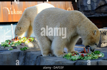 Polar Bears "Nanuq" und "Arktos" (L-R) essen ihre "Eis-Kuchen" anlässlich des vierten Geburtstag im Zoo in Hannover, Deutschland, 28. November 2011. Seit Mai 2010 teilen die beiden Brüder zusammengesetzte "Yukon Bay" mit Eisbär 'Sprinter'. Foto: Holger Hollemann Stockfoto