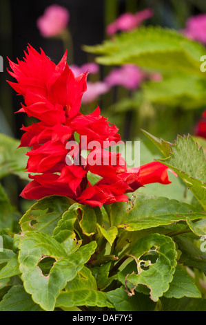 Sommer Beetpflanze rot Salvia Splendens Stockfoto