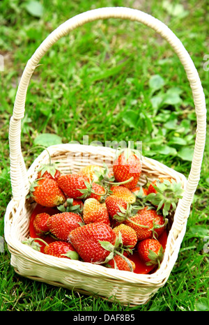 Frische saftige Erdbeeren in weißer Korb auf dem grünen Rasen im Sommergarten Stockfoto