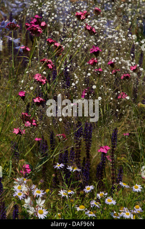 Detail der Pflanzung in der Ecover Garten von RHS Hampton Court Palace Flower Show 2013, London, UK Stockfoto