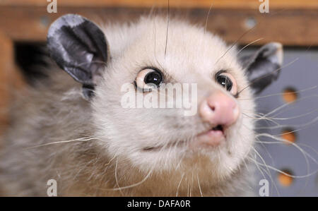 Das schielende Opossum Heidi sitzt in ihr Gehege im Zoo Leipzig, Deutschland, 14. Februar 2011. Sie wurde im Mai 2008 in Odense/Dänemark geboren. Foto: Hendrik Schmidt Stockfoto