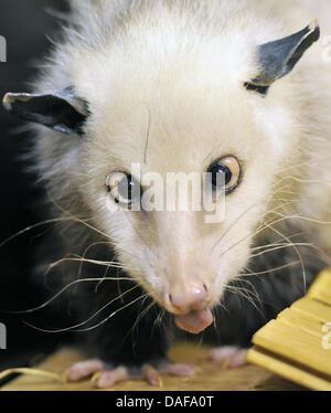 Das schielende Opossum Heidi sitzt in ihr Gehege im Zoo Leipzig, Deutschland, 14. Februar 2011. Sie wurde im Mai 2008 in Odense/Dänemark geboren. Foto: Hendrik Schmidt Stockfoto