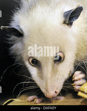 Das schielende Opossum Heidi sitzt in ihr Gehege im Zoo Leipzig, Deutschland, 14. Februar 2011. Sie wurde im Mai 2008 in Odense/Dänemark geboren. Foto: Hendrik Schmidt Stockfoto