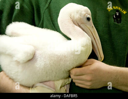 Keeper Sven Schroeder präsentiert, die eine australischer Pelikan-Küken im Zoo Berlin, Deutschland, 18. Februar 2011 gezüchtet. Die australische Pelikan wurde am 18. Januar geboren, Zucht in Zoos ist extrem selten. Foto: Martin Foerster Stockfoto