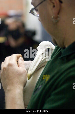 Keeper Sven Schroeder präsentiert, die eine australischer Pelikan-Küken im Zoo Berlin, Deutschland, 18. Februar 2011 gezüchtet. Die australische Pelikan wurde am 18. Januar geboren, Zucht in Zoos ist extrem selten. Foto: Martin Foerster Stockfoto