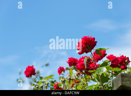 Rote Rosen gegen einen blauen Himmel Hintergrund Derbyshire England Stockfoto