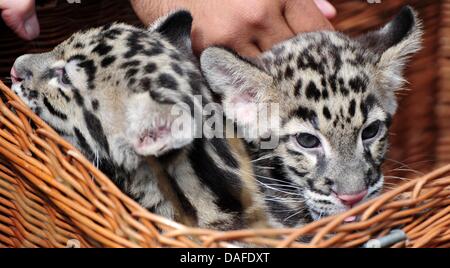 Berlin, Deutschland. 12. Juli 2013. Leopard-Zwillinge Kaito und Kaidan aus ihrem Korb im Tierpark Berlin, Deutschland, 12. Juli 2013 Blick getrübt. Ihre Mutter Kinsha gebar die Nebelparder Babys am 15. April 2013. Foto: DANIEL REINHARDT/Dpa/Alamy Live News Stockfoto