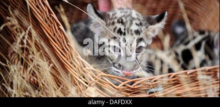 Berlin, Deutschland. 12. Juli 2013. Ein Nebelparder Baby schaut aus seinem Korb im Tierpark Berlin, Deutschland, 12. Juli 2013. Seine Mutter, die, der kinsha gebar, getrübt Leopard Zwillinge am 15. April 2013. Foto: DANIEL REINHARDT/Dpa/Alamy Live News Stockfoto