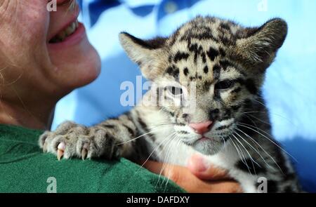 Tierpark Berlin, Deutschland. 12. Juli 2013. Ein Tierpfleger hält ein Baby Nebelparder im Tierpark Berlin, Deutschland, 12. Juli 2013. Seine Mutter, die, der kinsha gebar, getrübt Leopard Zwillinge am 15. April 2013. Foto: DANIEL REINHARDT/Dpa/Alamy Live News Stockfoto