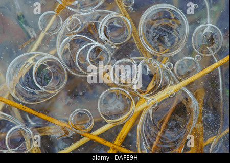 Eiskruste auf Pfütze, Deutschland Stockfoto