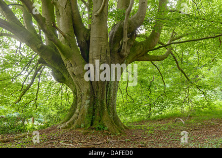 Rotbuche (Fagus Sylvatica), alten Stamm der Buche, Deutschland Stockfoto