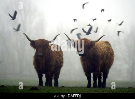 (Dpa-Datei) Ein Datei-Bild datiert 27. November 2003 von zwei Highland Rinder in Warder, Deutschland. Foto: Wulf Pfeiffer Stockfoto