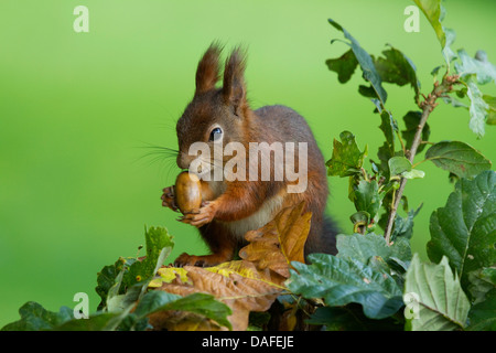 Europäische Eichhörnchen, eurasische rote Eichhörnchen (Sciurus Vulgaris), hält eine Eichel, Deutschland Stockfoto