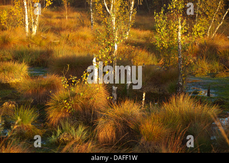 Sumpf im Herbst, Deutschland Stockfoto