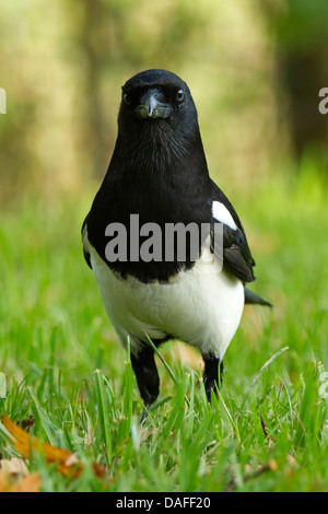 Schwarz-billed Elster (Pica Pica), stehend auf einer Wiese, Deutschland Stockfoto