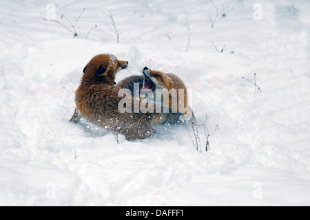 Rotfuchs (Vulpes Vulpes), zwei Füchse, kämpfen im Schnee, Deutschland Stockfoto