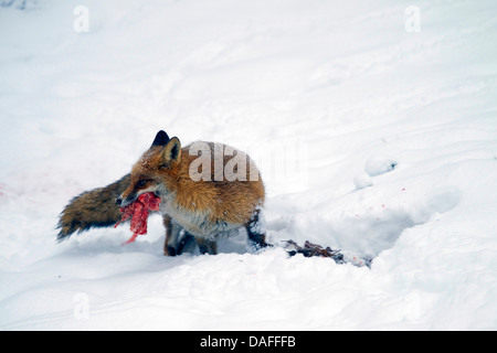 Rotfuchs (Vulpes Vulpes), im Schnee mit einem Stück beten in die Schnauze, Deutschland Stockfoto