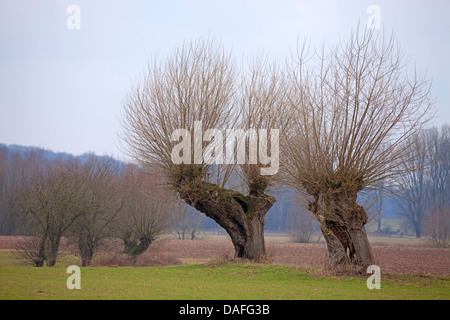 Weide, Korbweide (Salix spec.), alte beschnitten Weiden am Niederrhein, Deutschland, Nordrhein-Westfalen Stockfoto