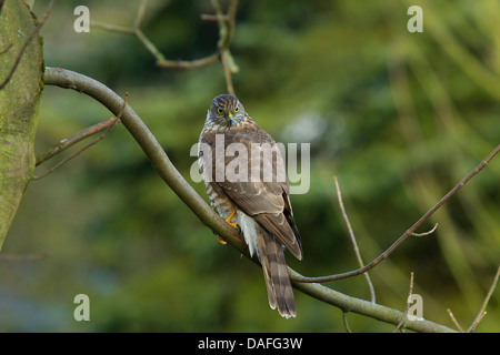 nördlichen Sperber (Accipiter Nisus), sitzt auf einem Ast, Deutschland Stockfoto
