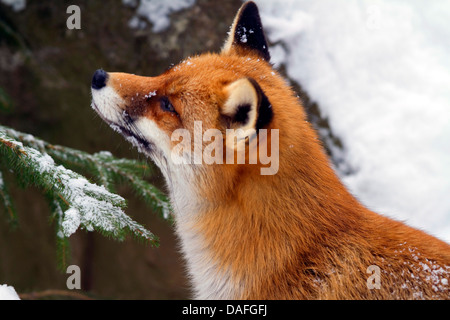 Rotfuchs (Vulpes Vulpes), im Schnee, Abholung der Duft, Deutschland, Nordrhein-Westfalen Stockfoto