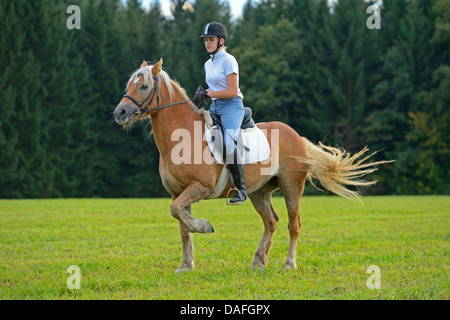 Haflinger-Pferd (Equus Przewalskii F. Caballus), Teenager-Mädchen reiten in einer Wiese, Deutschland, Bayern Stockfoto