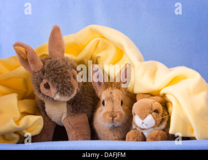 Hauskaninchen (Oryctolagus Cuniculus F. Domestica), kuscheln mit zwei gefüllte Kaninchen unter einer Decke, Deutschland Stockfoto