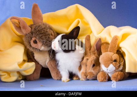 Hauskaninchen (Oryctolagus Cuniculus F. Domestica), zwei Hasen kuscheln mit zwei gefüllte Kaninchen unter einer Decke, Deutschland Stockfoto
