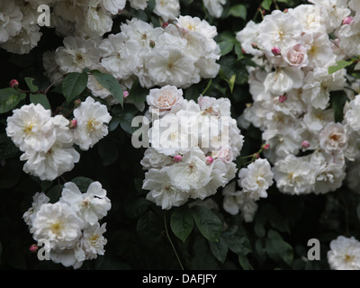 Adelaide d'Orléans weiße Kletterrose Stockfoto