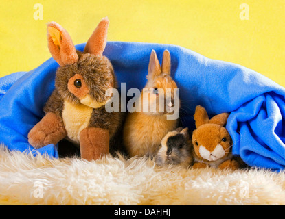 Zwerg Kaninchen (Oryctolagus Cuniculus F. Domestica), zwei junge Kaninchen sitzen unter einer Decke und kuscheln mit zwei gefüllte Kaninchen, Deutschland Stockfoto