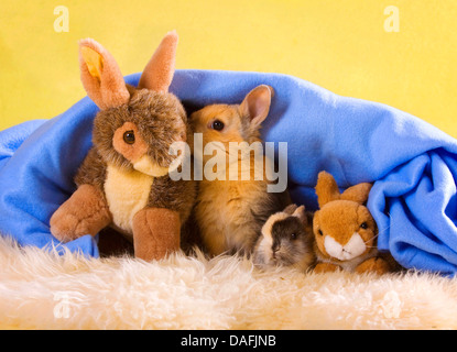 Zwerg Kaninchen (Oryctolagus Cuniculus F. Domestica), zwei junge Kaninchen sitzen unter einer Decke und kuscheln mit zwei gefüllte Kaninchen, Deutschland Stockfoto