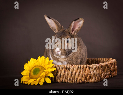 Hauskaninchen (Oryctolagus Cuniculus F. Domestica), braun-weiß getupft Hase sitzend in einem Korb, Deutschland Stockfoto