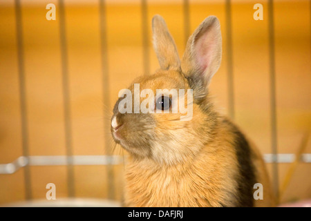 Zwerg Kaninchen (Oryctolagus Cuniculus F. Domestica), junge Zwerg Kaninchen sitzen in einem Haustier Käfig, Deutschland Stockfoto