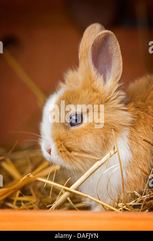 Löwenkopf Kaninchen (Oryctolagus Cuniculus F. Domestica), junge Löwenkopf Kaninchen sitzen im Stall, Deutschland Stockfoto