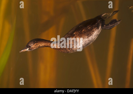 Zwergtaucher (Podiceps Ruficollis, Tachybaptus Ruficollis), auf der Suche nach Nahrung im Wasser, Deutschland, Nordrhein-Westfalen Stockfoto